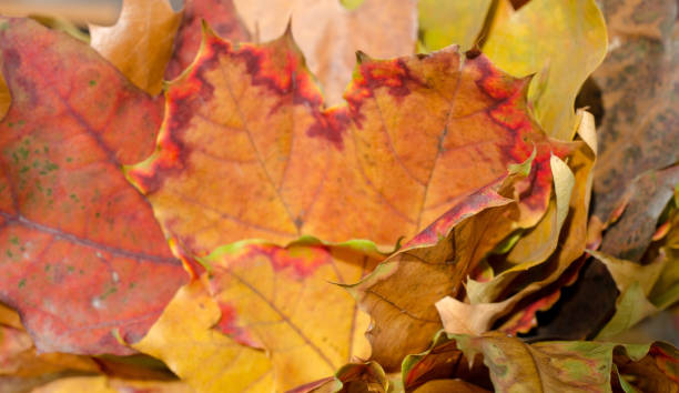 istock Autumn leaves in hand like fan background. Side view. 1064929256