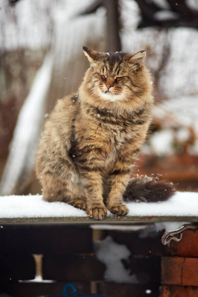 istock Siberian cat in snow closed eyes 1064930798