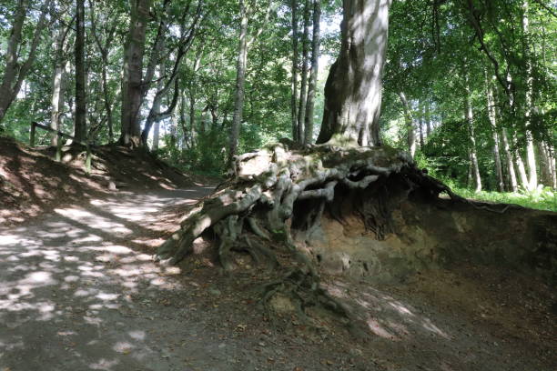istock Roots of old tree in woods 1064930860