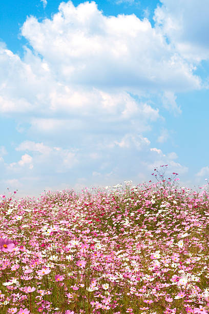 istock Field of wild cosmos flowers 106493138