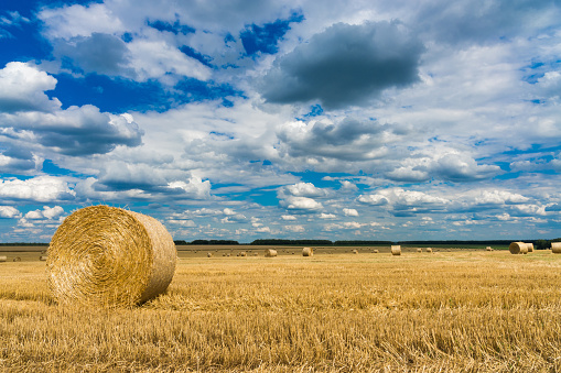Hay bales on the field after harvest. Agricultural field. Hay bales in golden field landscape.