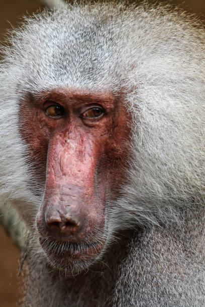 istock portrait of a male baboon 1064938488