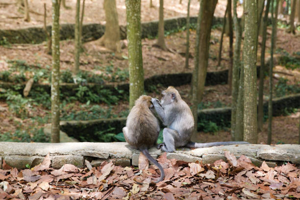 두 원숭이가 서로 다른 벼룩을 찾고 있습니다. - rainforest monkey dead animal horizontal 뉴스 사진 이미지