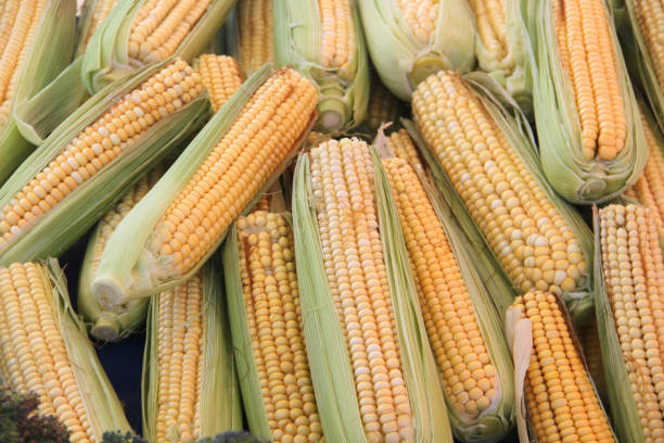 istock organic maize, healthy food 1064944166