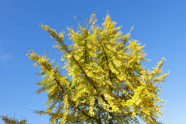 istock Autumn leaf colour Ginkgo bright yellow leaves 1064945586