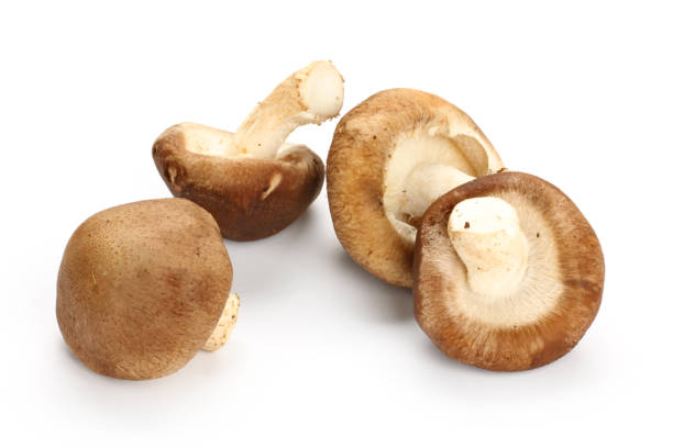 istock Shiitake mushroom insulation on a white background 1064947204