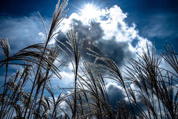 istock a brilliant encounter between the sun and the reeds  VH506 1064952442