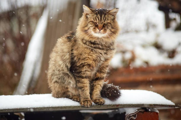 istock homeless siberian cat in snow 1064952616