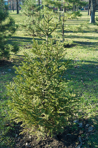 A young tree of spruce in winter