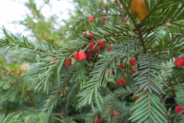 istock Fleshy red berries on shoots of yew 1064953224