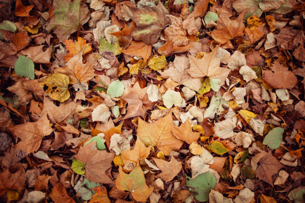 istock Autumn Leaves in park 1064955124
