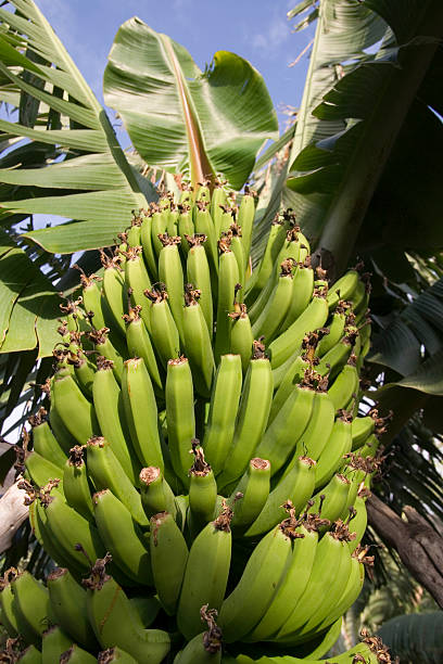 istock Banana plantation 106495639