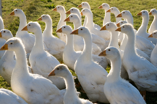 Flock of free range geese