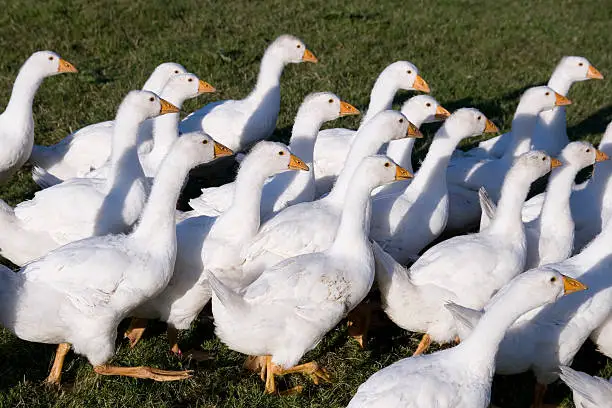 Photo of Geese