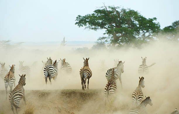 troupeau de zèbres (equids africaine) - 2653 photos et images de collection