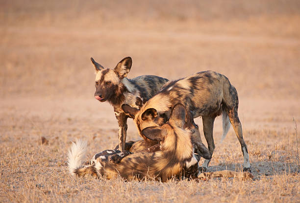 istock African Wild Dogs (Lycaon pictus) 106495801