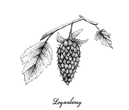 Berry Fruits, Illustration of Hand Drawn Sketch Delicious Fresh Loganberry With Green Leaves Isolated on White Background. High in vitamin C and B.