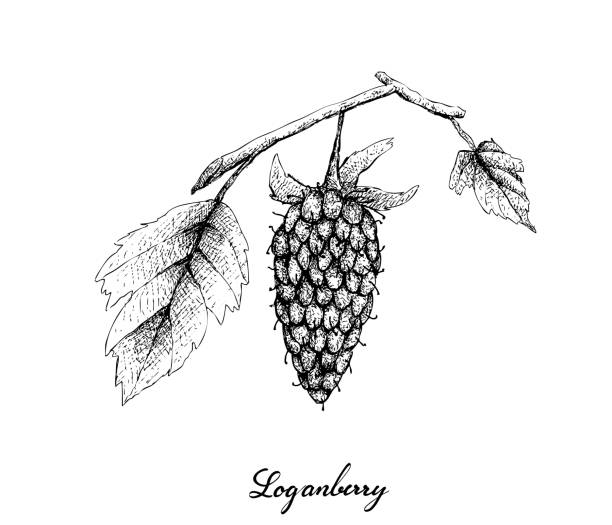 Hand Drawn of Fresh Loganberry on White Background Berry Fruits, Illustration of Hand Drawn Sketch Delicious Fresh Loganberry With Green Leaves Isolated on White Background. High in vitamin C and B. marionberry stock illustrations
