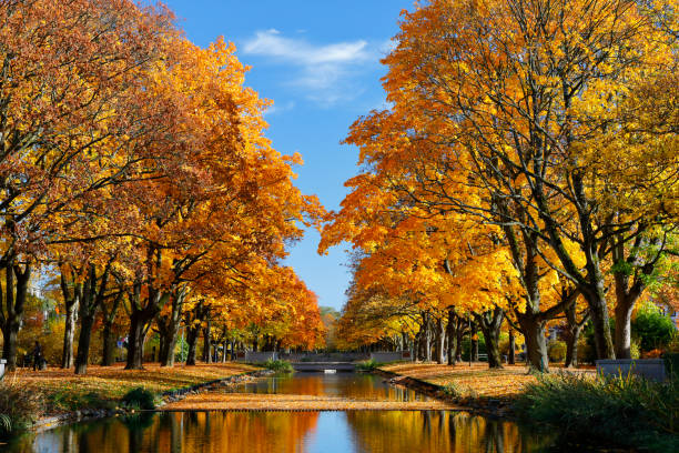 Lindenthal channel - part of the public Cologne town forest in autumn.