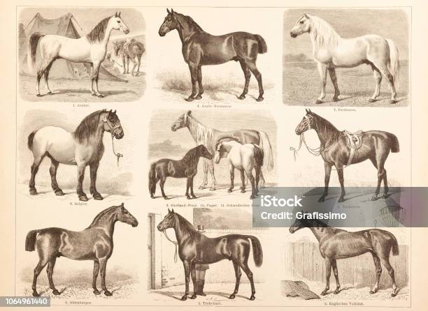 Arabian Trakehner Horse Illustration Stock Illustration - Download Image Now - Horse, 19th Century Style, Animal