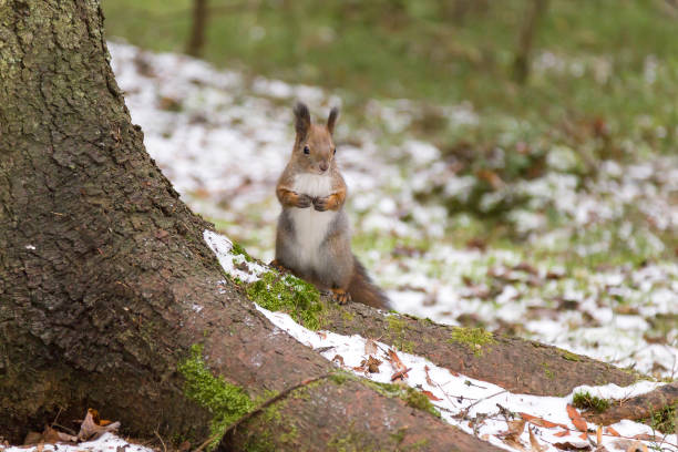 istock Cute red squirrel posing near a tree in winter 1064961480