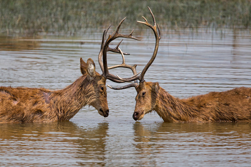 Two male swamp deer or barasingha fighting in the water in Kanha National Park in India