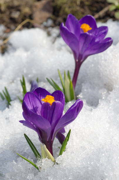 istock Purple Crocuses flowers in the snow 1064963096