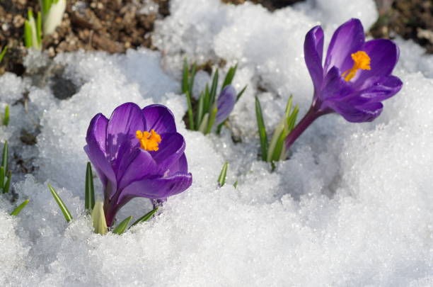 istock Purple Crocuses bloom in the spring 1064964172