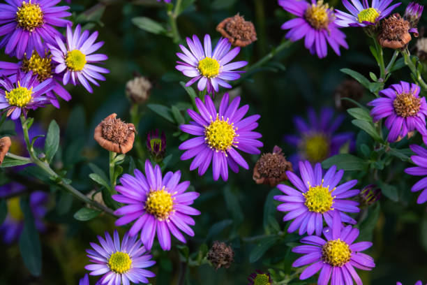 istock Purple Aster Flowers in Bloom 1064965178