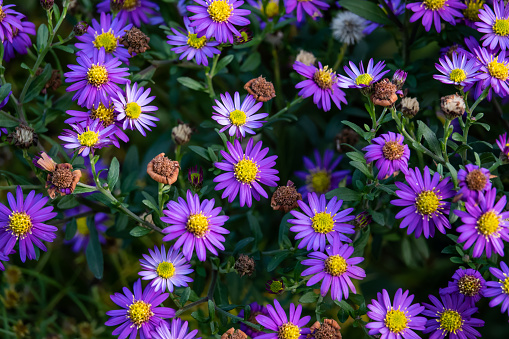 Purple Autumn Asters or daysies with a yellow center. Group in plantbed outdoors. Green leaves. Soft sunlight.