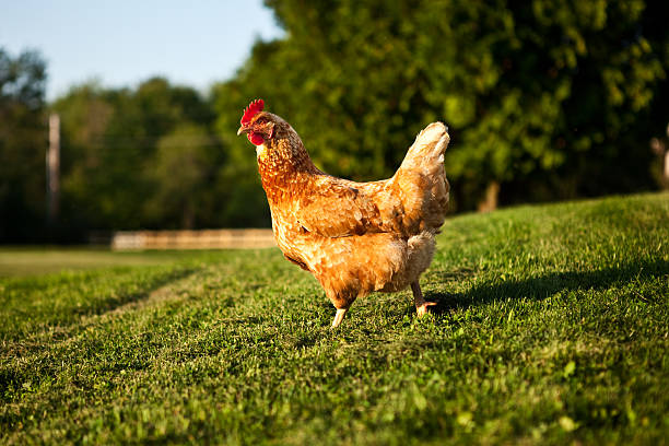 Chicken on Lawn stock photo