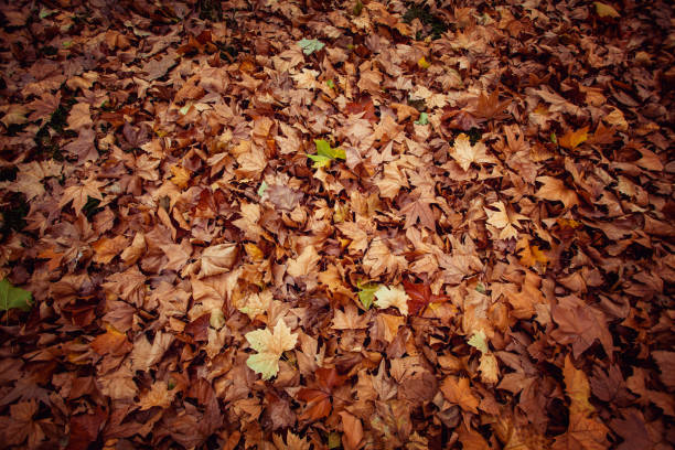 istock Autumn Leaves in park 1064966690
