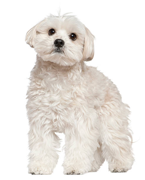 istock Front view of Mixed-breed dog, 4 years old, standing. 106496713