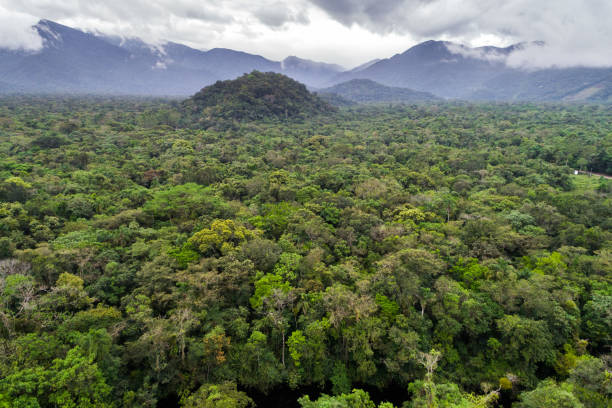 Tropical Rainforest Drone Image guyana stock pictures, royalty-free photos & images