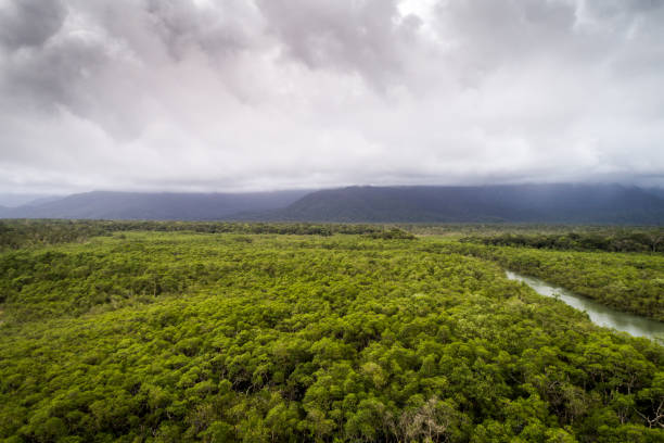 熱帯雨林 - forest canal tropical rainforest river ストックフォトと画像