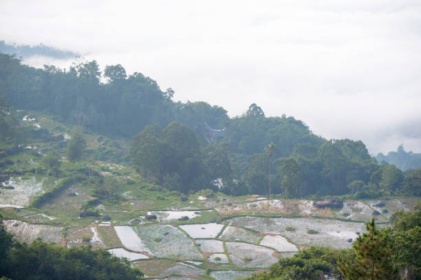 The village and paddy field covered by morning fog. stock photo