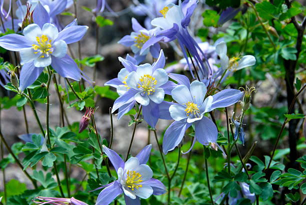 Rocky Mountain Columbine  columbine stock pictures, royalty-free photos & images