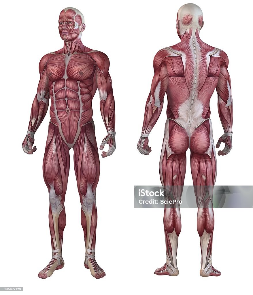 Masculino sistema muscular - Foto de stock de Anatomia royalty-free