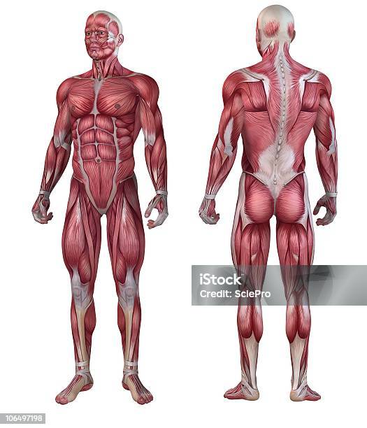 Foto de Masculino Sistema Muscular e mais fotos de stock de Anatomia - Anatomia, Articulação humana, Figura Masculina