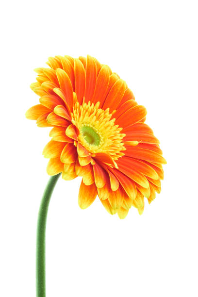 istock Beautiful multicolored red and yellow gerbera flower isolated on white background 1064972756