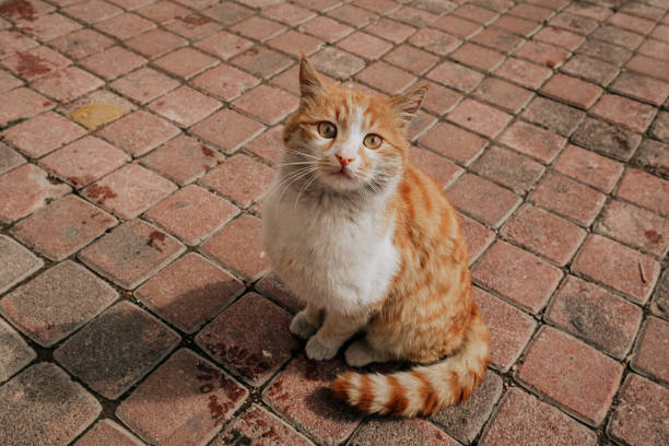 gato abandonado - domestic cat city life animal pets fotografías e imágenes de stock