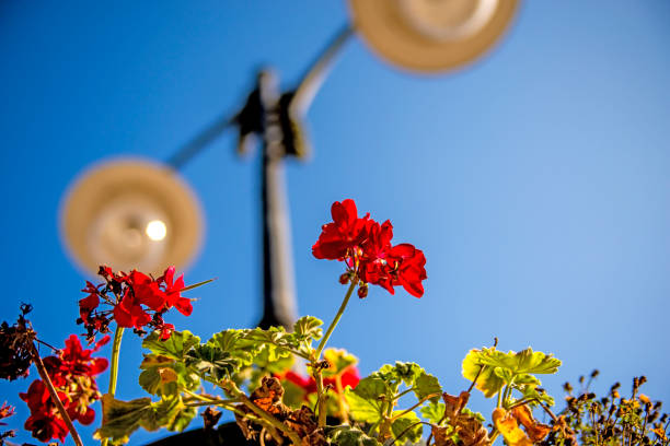Pelargonium in a hanging basket at a street laantern