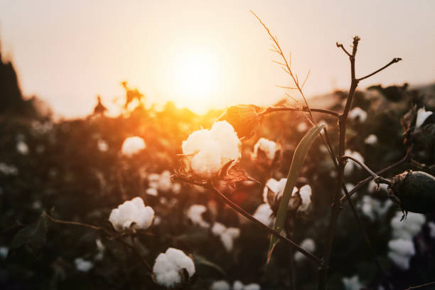 baumwollanlage bei sonnenuntergang - cotton stock-fotos und bilder