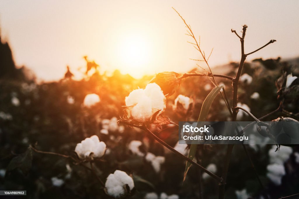 Bomullsväxten under solnedgången - Royaltyfri Bomull - Malvaceae Bildbanksbilder