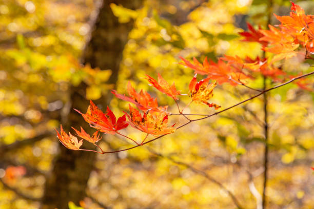 istock Brilliant autumn leaves tree 1064981514