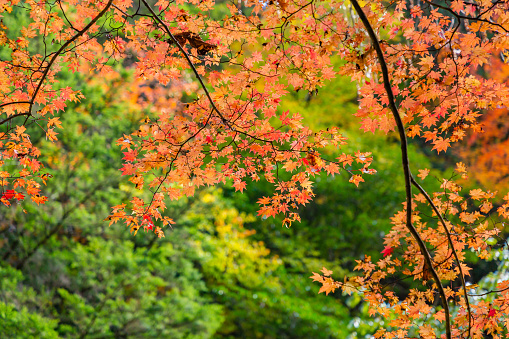 Bright orange red color fall foliage in the Los Glaciares National Park, Santa Cruz Province, Patagonia, Argentina