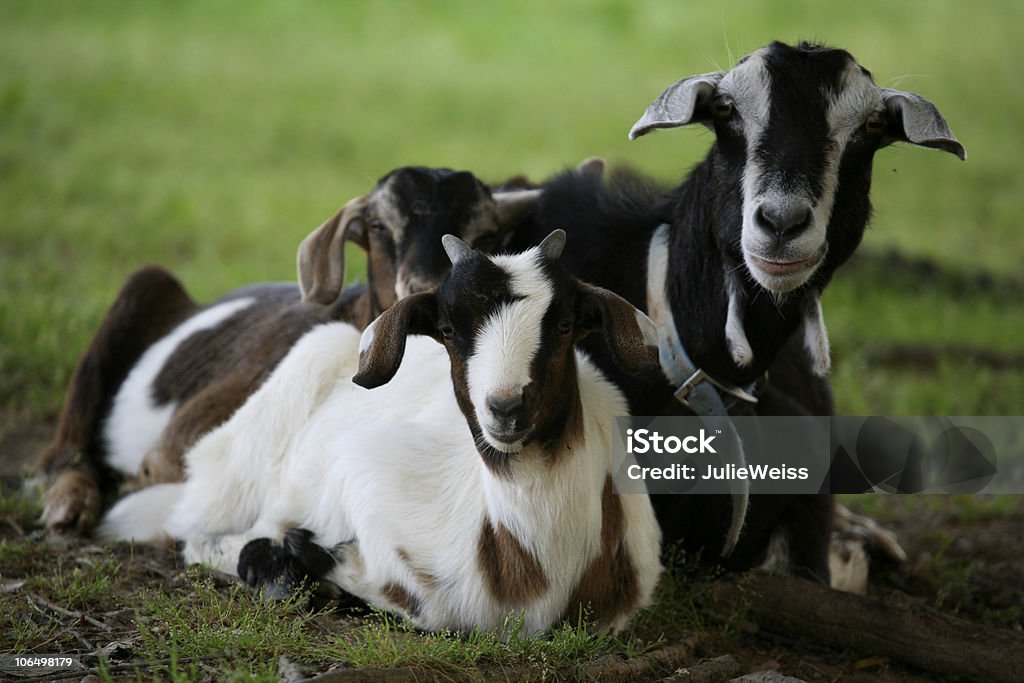 Ruhen Ziegen - Lizenzfrei Farbbild Stock-Foto