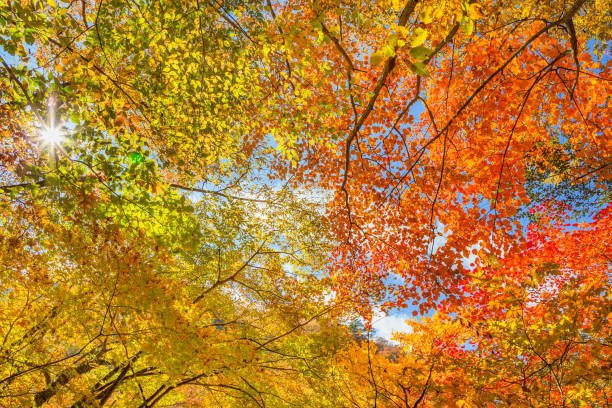 istock Brilliant autumn leaves tree 1064981874
