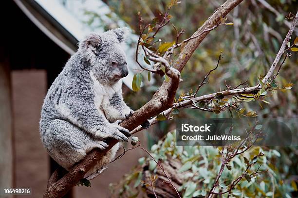 Foto de Coala e mais fotos de stock de Animal - Animal, Cinza - Descrição de Cor, Coala