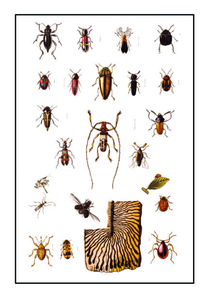 森林害蟲, 蟲子 - 班蝥 幅插畫檔、美工圖案、卡通及圖標